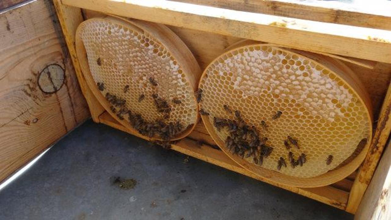 Batman'ın dağlık köylerinde bal hasadı heyecanı: Arıcıların yüzü bu yıl gülüyor