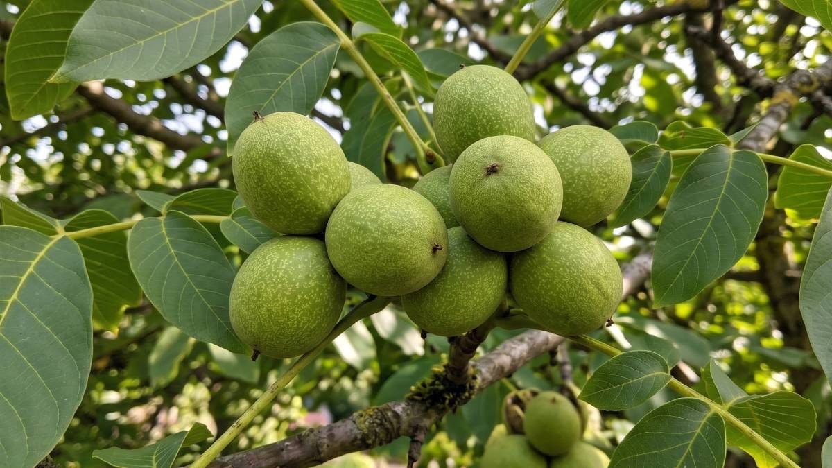 Ceviz ağacına benzeyen ama son derece tehlikeli olan bu ağaç, altında oturanları hastanelik ediyor