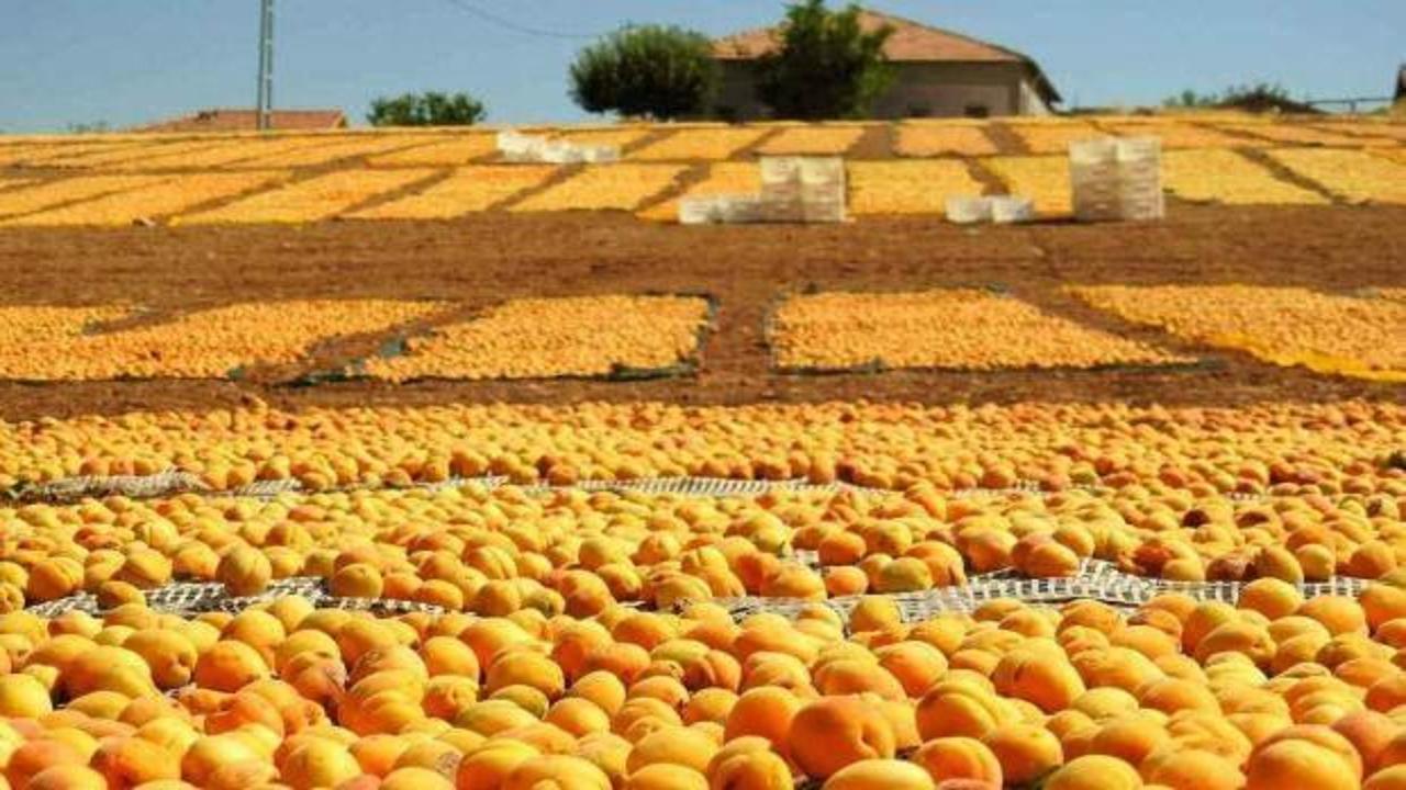 Malatya’da kayısı bereketi: Üreticinin yüzü bu yıl gülüyor!