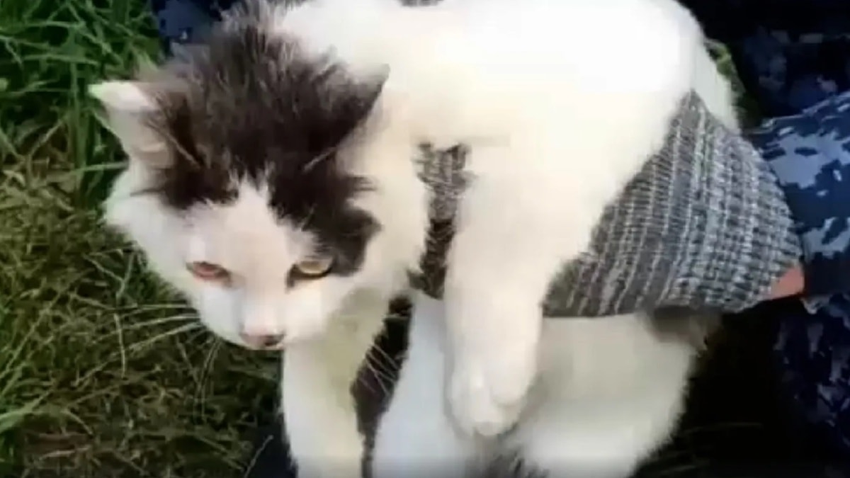 Cezaevine uyuşturucu taşıyan kedi yakalandı