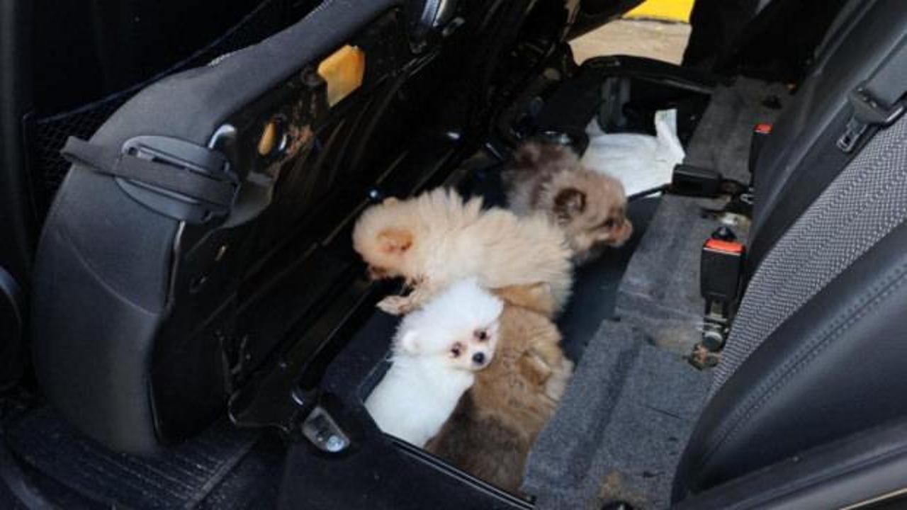 Kapıkule'de yasa dışı köpek kaçakçılığı: 5 Pomeranian yavrusu kurtarıldı