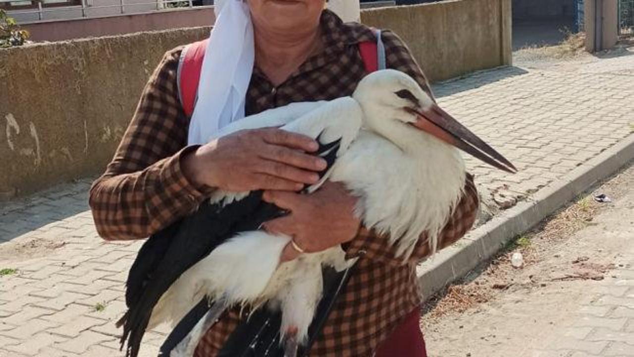 Yolda bitkin halde bulduğu yaralı leyleğe evini açtı: Yürekleri ısıtan kare!