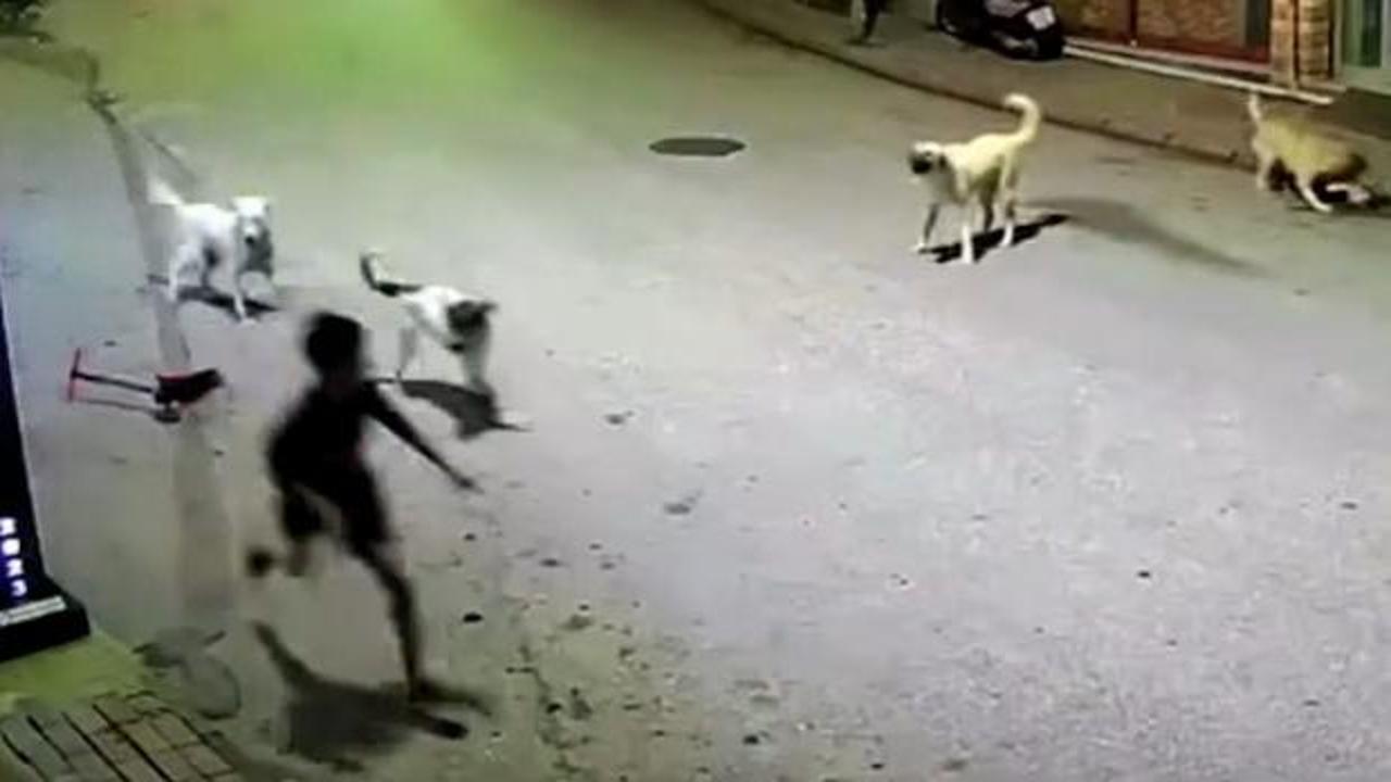 Sahipsiz köpeklerin saldırısına uğrayan çocuk, skuterı fırlatarak canını kurtardı
