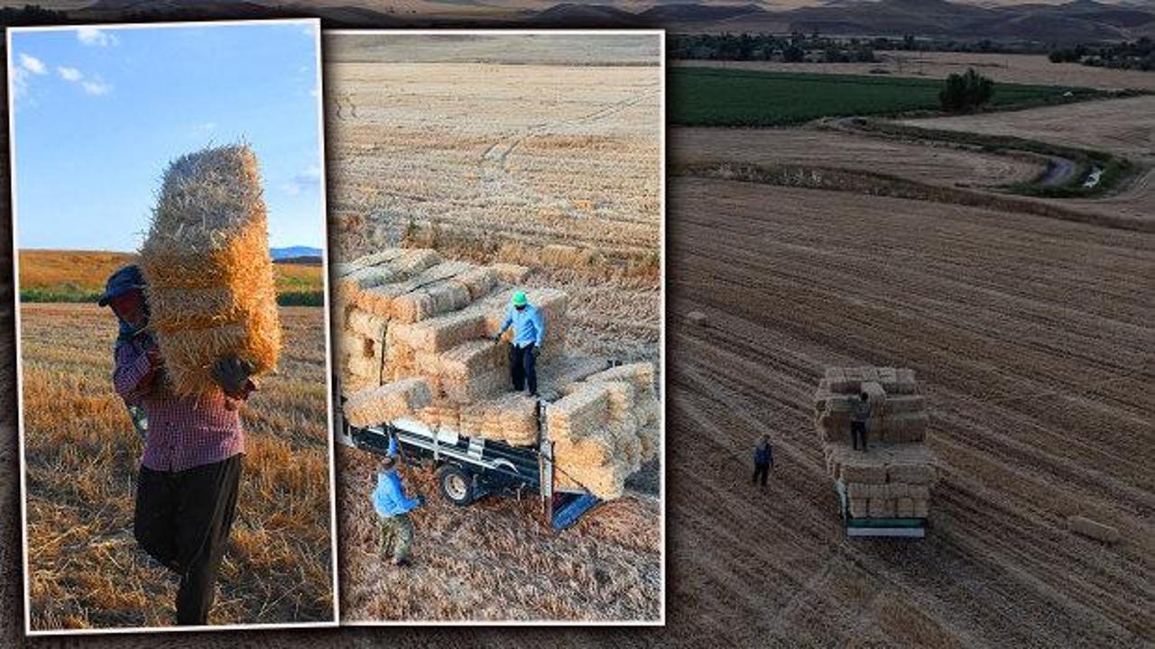 Yozgat'ta 3 Aylık Sezonluk İş, Günlük 7 Bin Lira Kazanç