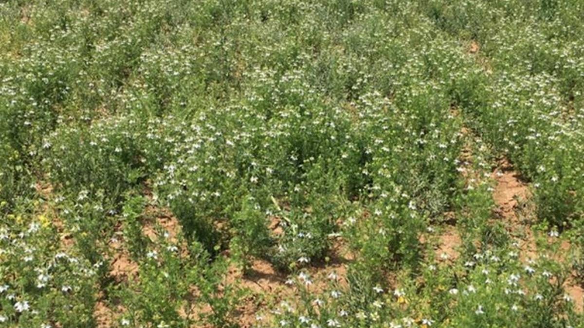 Siyah İncirde Hasat Sezonu Başladı: Susuz Yetişen Bu Ürün Çiftçiye Yıllık Gelir Vaat Ediyor
