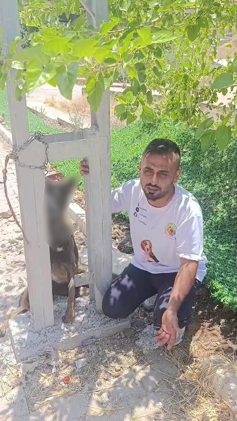 Hatay'da vahşet: Sahipli köpek zehirlenip elektrik direğine asıldı