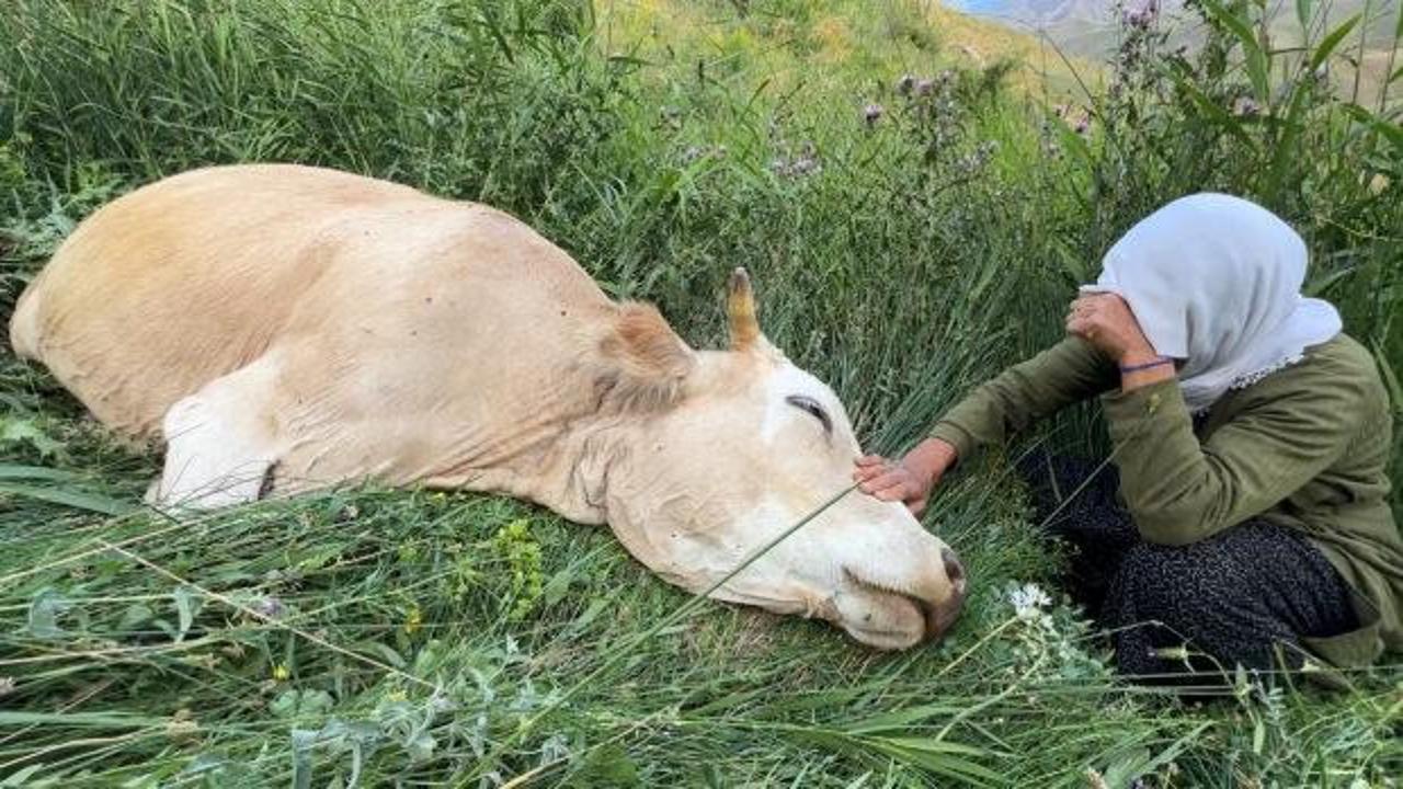 Uçurumdan düşen ineğine saatlerce ağlayan kadına dernekten anlamlı destek