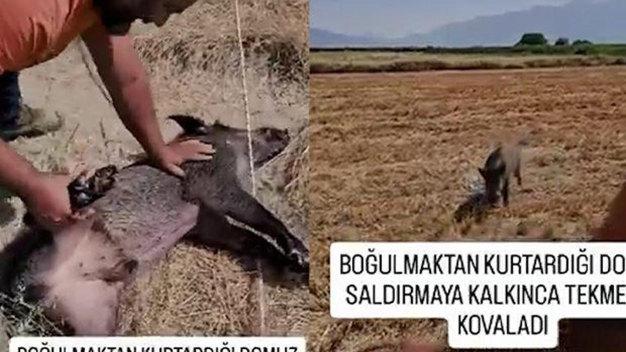 Domuza hayat verdi, kendisine saldırınca tekme ile uzaklaştırdı