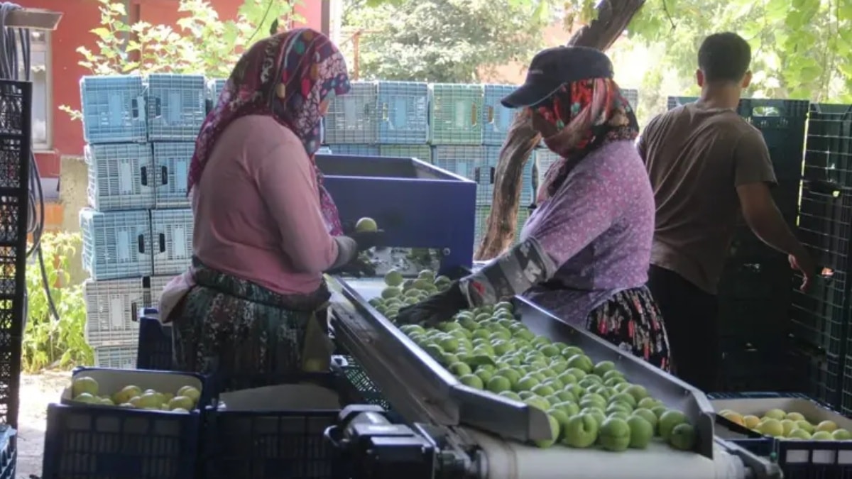 Çiftçinin yüzünü güldüren hasat sezonu başladı: Kilosu 100 TL'den alıcı buluyor