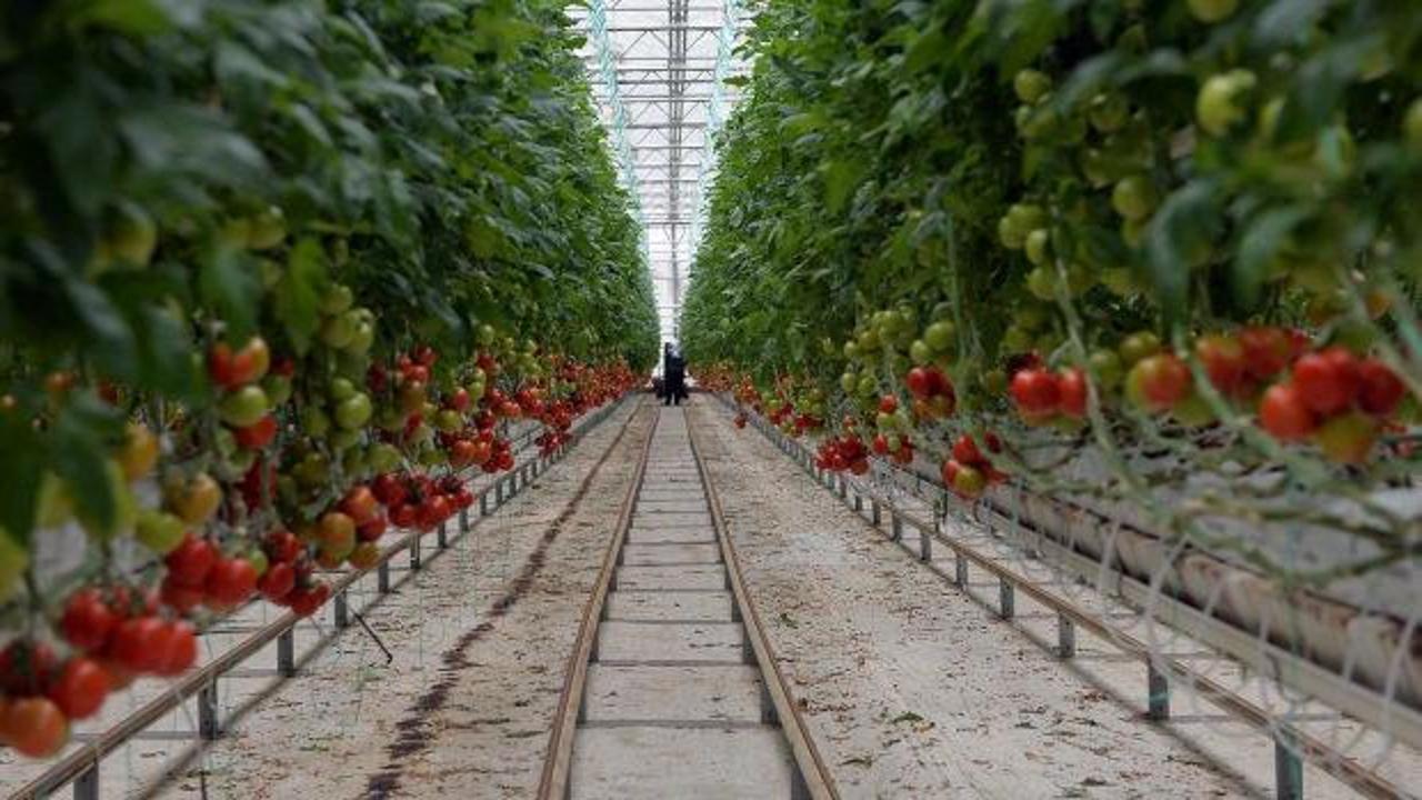 Dikili'de Türkiye'nin en büyük jeotermal sera projesi hayata geçiyor: 80 bin ton üretim, 3 bin 500 istihdam