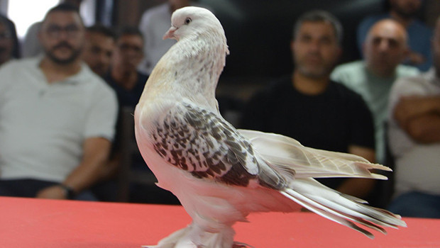 Erzurum'da kırmızı halıda boy gösteren güvercinlerin fiyatı dudak uçuklattı