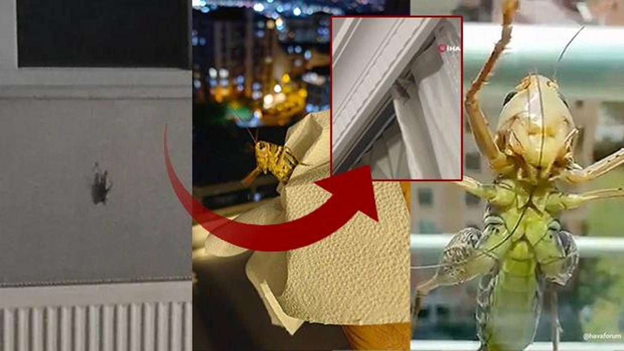 Balkanlar üzerinden İstanbul'a yayılan tehlike: Birçok ilçede evlere kadar girdi