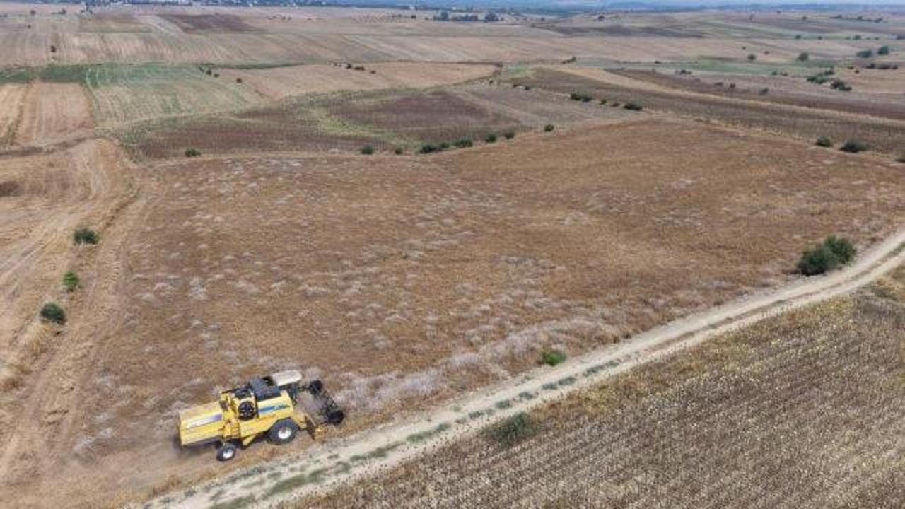 Adana'da nohut hasadı başladı: Tarlada fiyatlar 30-35 lira arasında