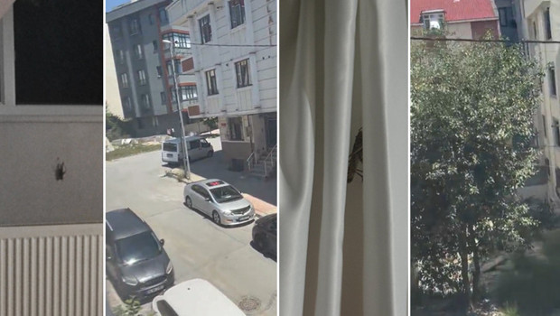 Trakya ve İstanbul'a Balkanlar üzerinden çekirge sürüsü: Vatandaşlar tedirgin