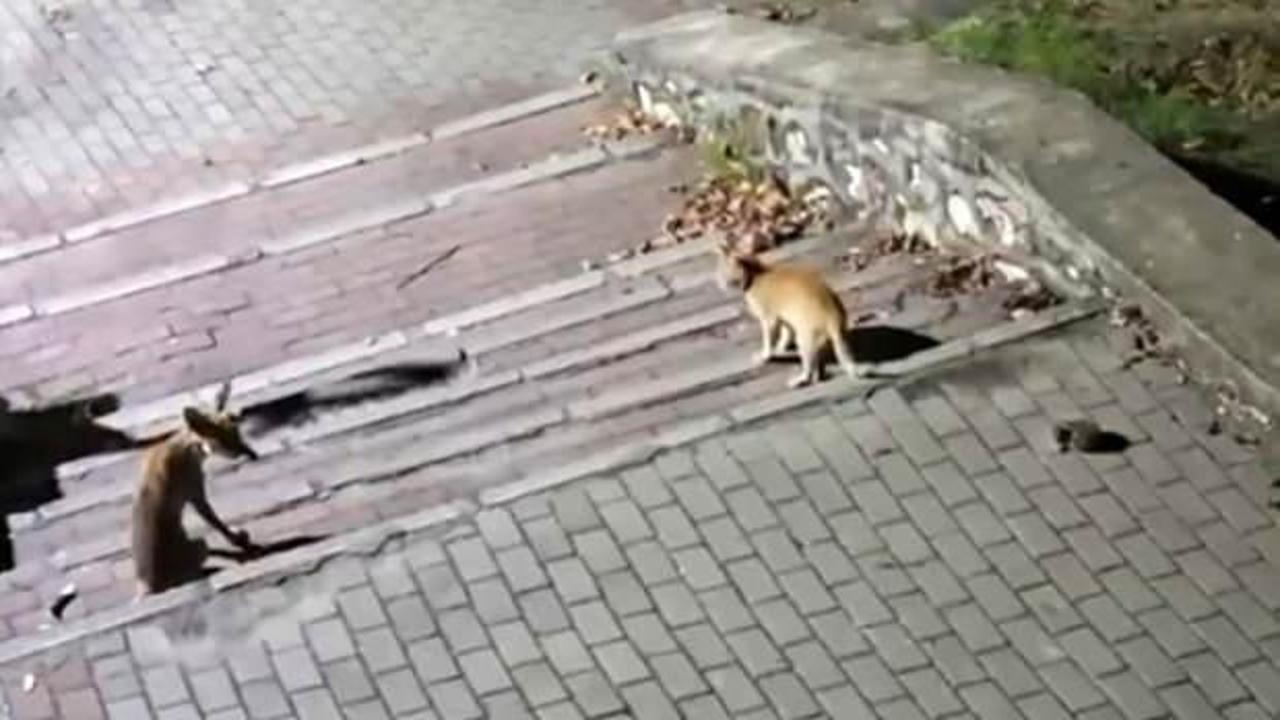 Bursa'da tilki şehir parkına indi: Vatandaşlar elleriyle besledi