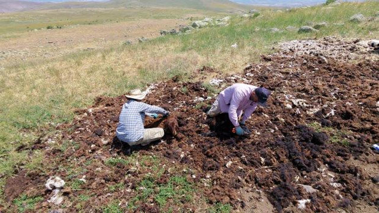 Bir zamanlar altın değerindeydi, şimdi çöpe gidiyor: Kuzu yününü alan yok
