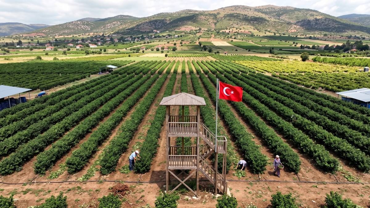 Dünyanın en pahalı hasatı başladı: Damla damla toplanan ürün 666 bin TL'den alıcı buluyor