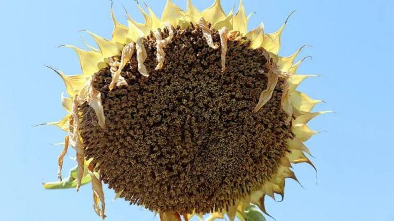 Trakya'da ayçiçeği üreticileri hasat öncesi verim beklentisinde