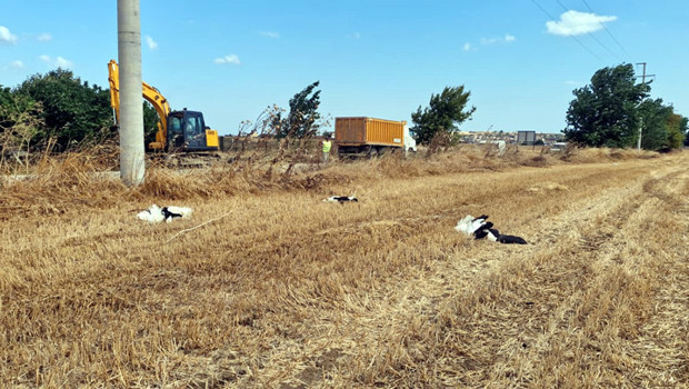 Tekirdağ'da facia: Göç yolu üzerindeki ilçede 30 leylek elektrik akımına kurban gitti