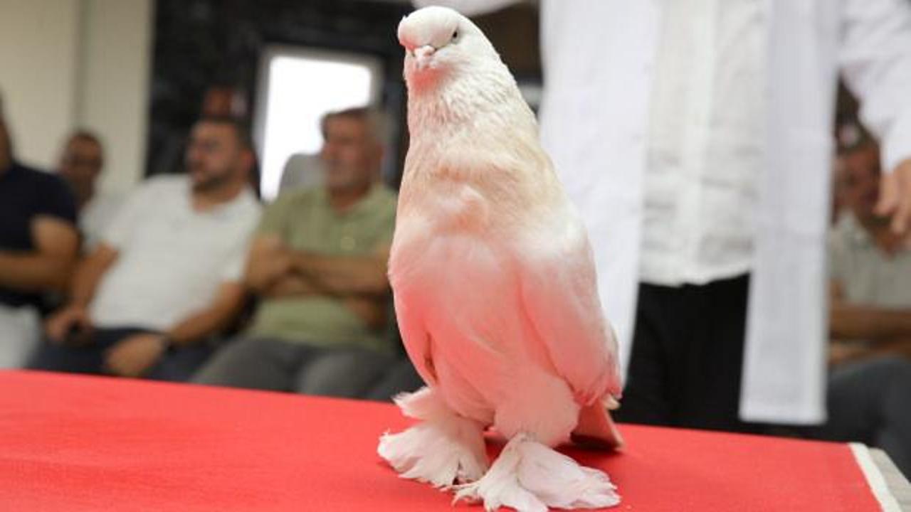 Erzurum'da göz kamaştıran sergi: Nadir güvercin ırkları 5 milyon liraya alıcı buluyor