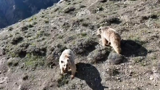 Erzincan'da ayı saldırısı: Bir kişi yaralandı