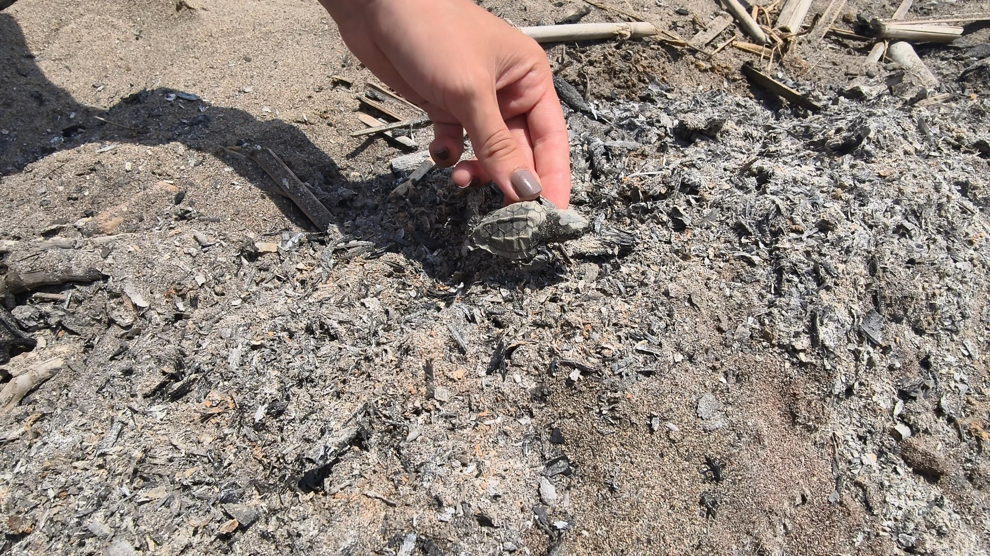 Antalya sahilinde skandal: Yavru caretta, denize ulaşamadan yanarak can verdi