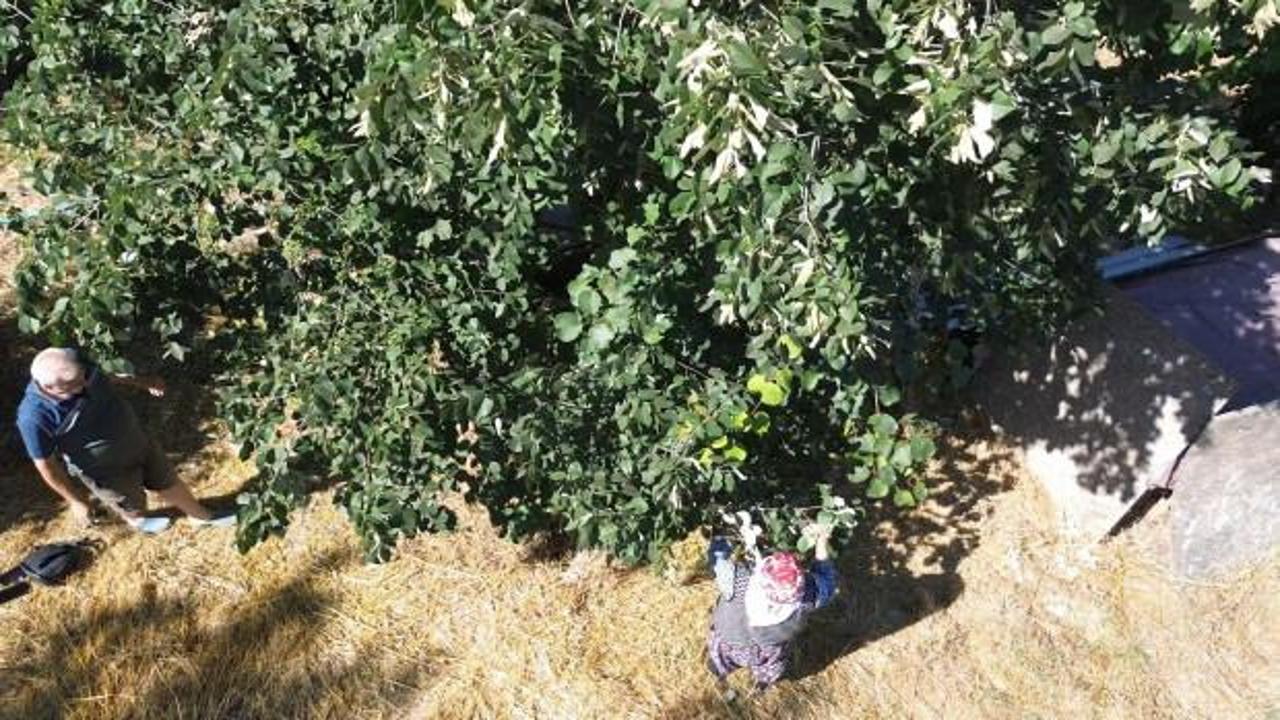 Yalova'nın endemik ıhlamuruna dünya pazarında yoğun talep: Kilosu 5 bin TL