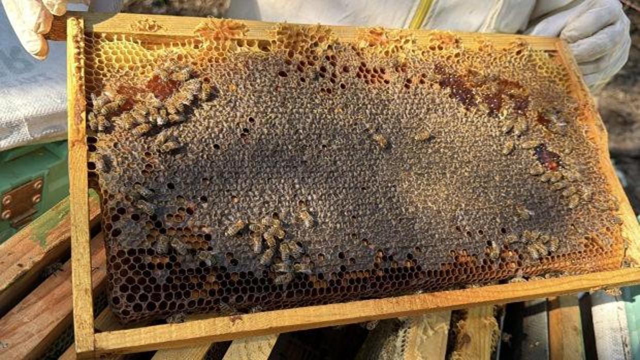 Kazdağı siyah balı 5 yıldır dünya birinciliğini kimseye kaptırmıyor
