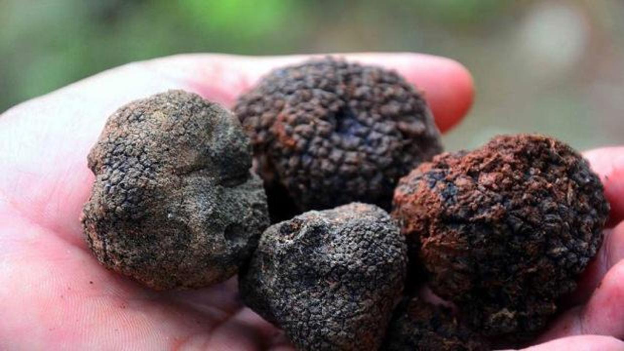 Toprağın Altında Saklanan 'Siyah Elmas': Kilogramı Altınla Yarışan Trüf Mantarları Türkiye'de de Yetişiyor