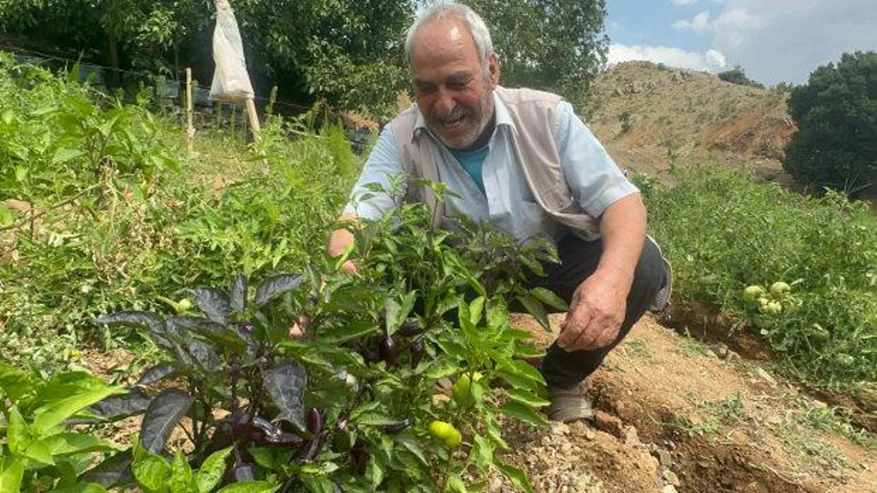 Elazığ'da Mor Biber Şaşkınlığı: Anavatanından 12 Bin Kilometre Uzakta Yetiştirildi