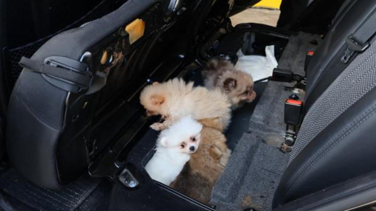 Kapıkule'de yasa dışı köpek kaçakçılığı: 5 Pomeranian yavrusu kurtarıldı