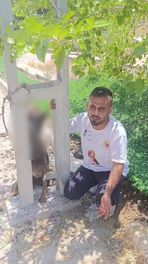 Hatay'da Eğitimli Belçika Kurdu Zehirlenip Elektrik Direğine Asıldı