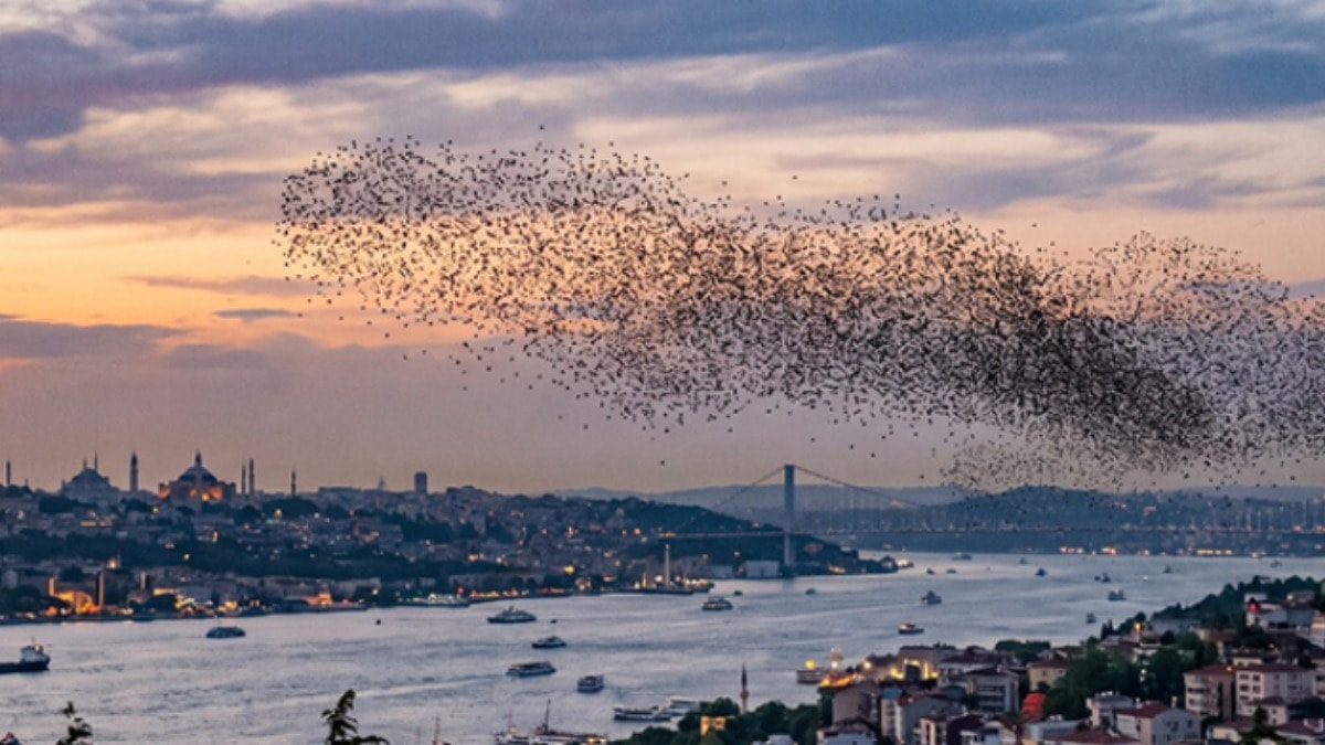 Sürüler halinde ilerliyorlar: İstanbul sınırına kadar ulaştılar