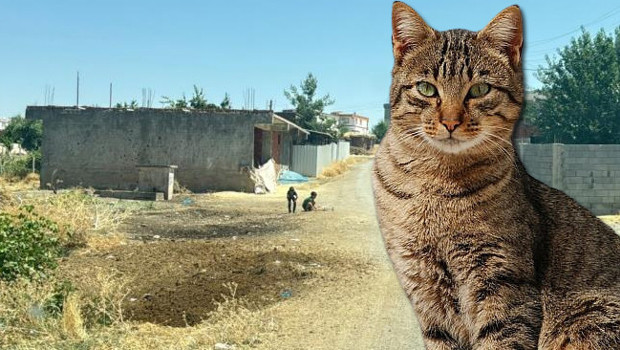 Diyarbakır'da kuduz alarmı: Sokak kedisinin ısırdığı 4 yaşındaki çocuk entübe edildi
