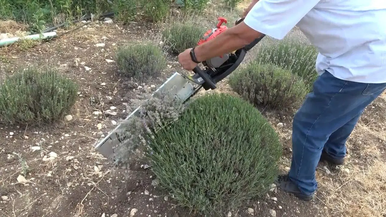 Isparta'nın 'mor altın'ı hasat ediliyor: Kuyucak'a Rus ve Uzak Doğulu turist akını