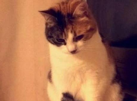 10 Yıldır Kayıp Olan Kedi, Sahibinin 30. Doğum Gününde Bulundu