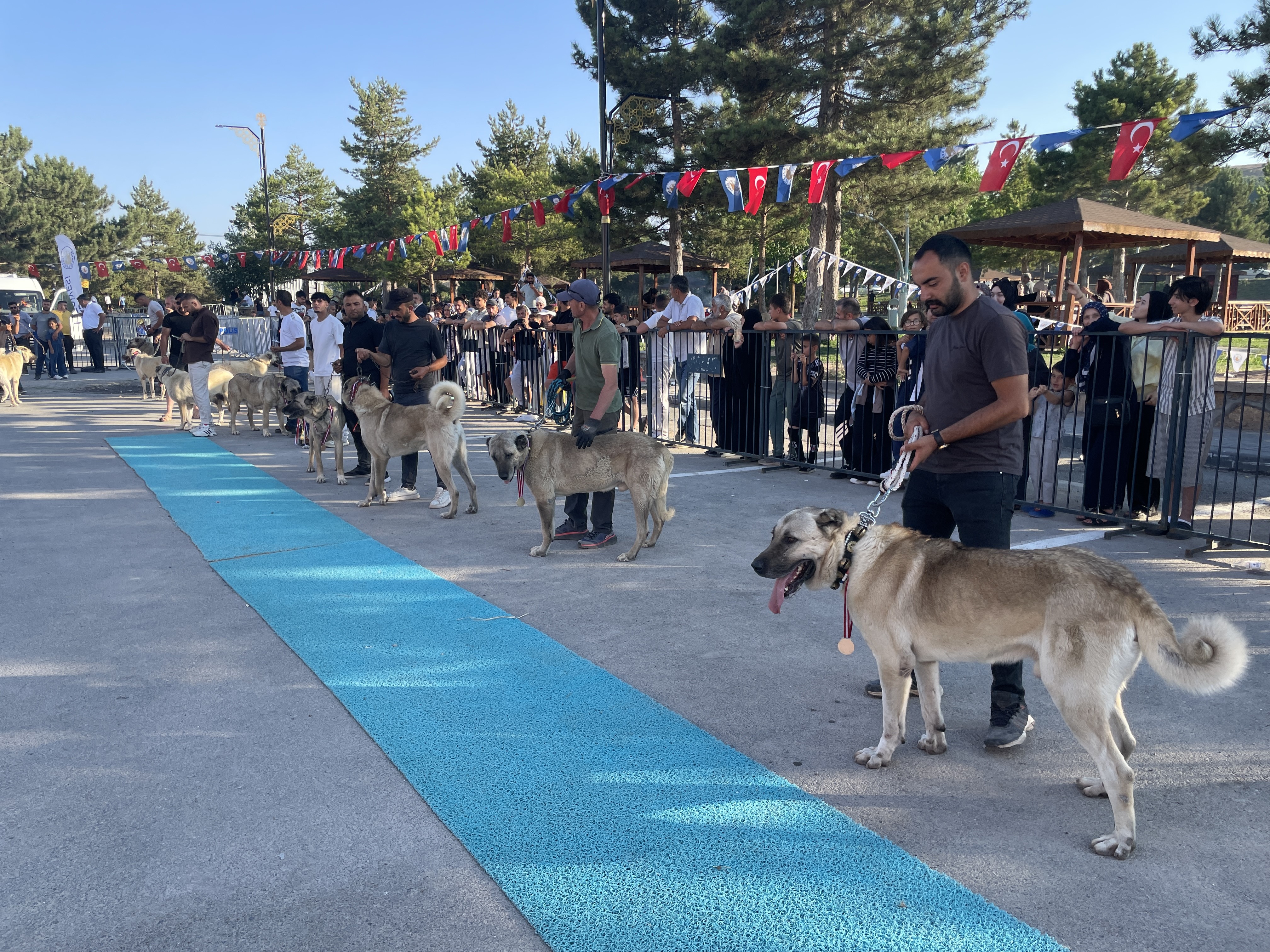 Sivas'ta Kangallar güzellik yarışmasında sahne aldı: 22 ilden 253 köpek yarıştı