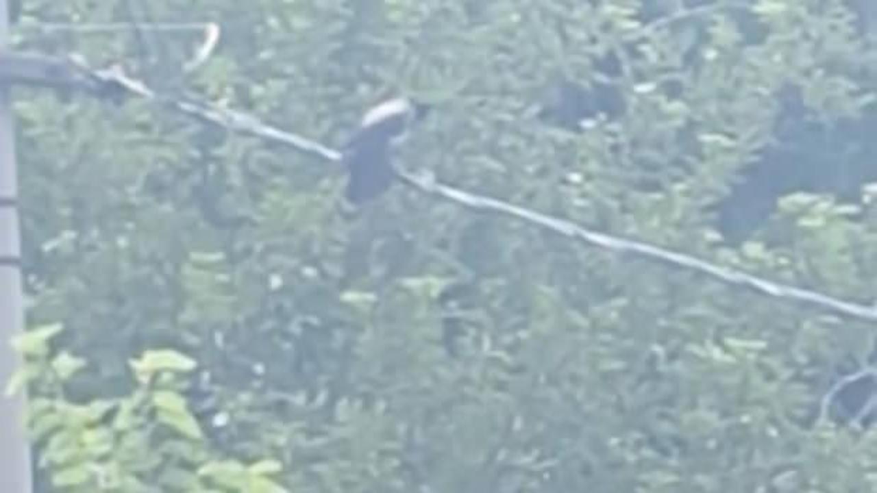 Safranbolu'da karganın 'Allah' demesi şaşkınlık yarattı