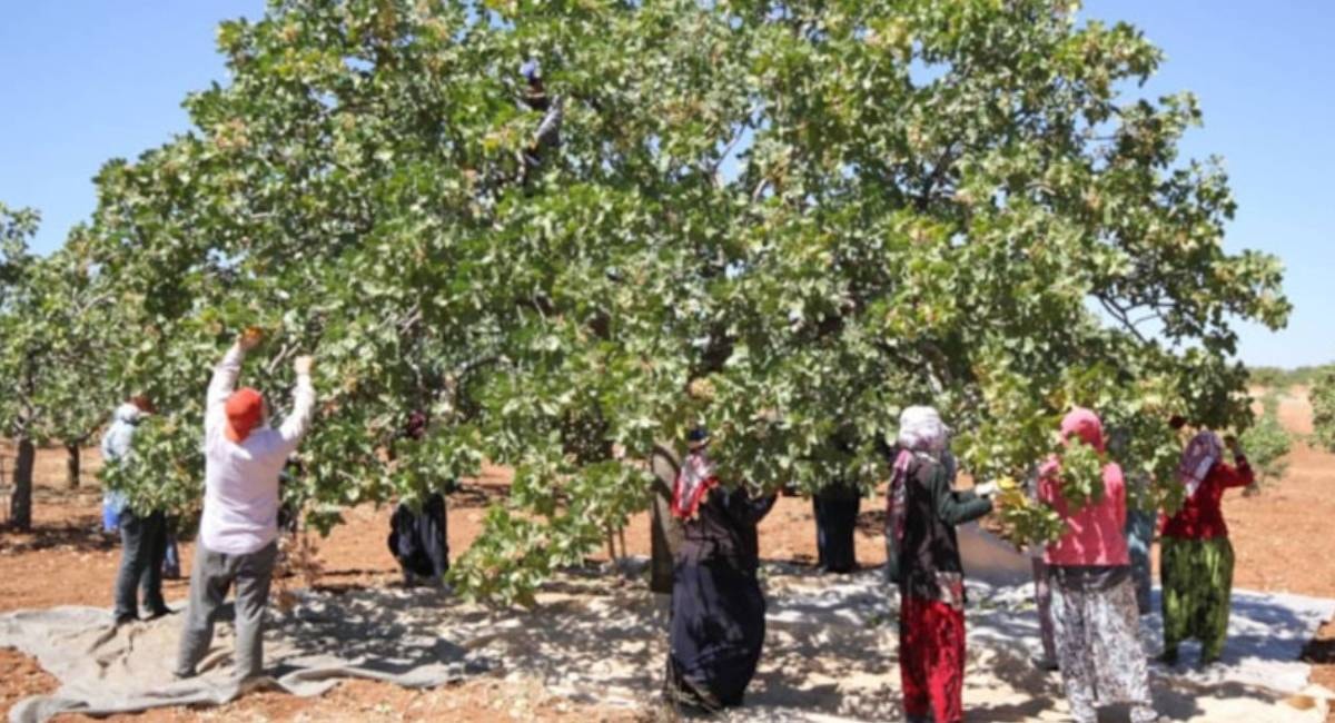 Askerlikten getirdiği tohumla köyünde rekor hasada imza atıyor