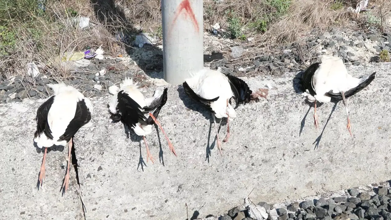 Göç yolundaki leylekler elektrik direklerinde can verdi
