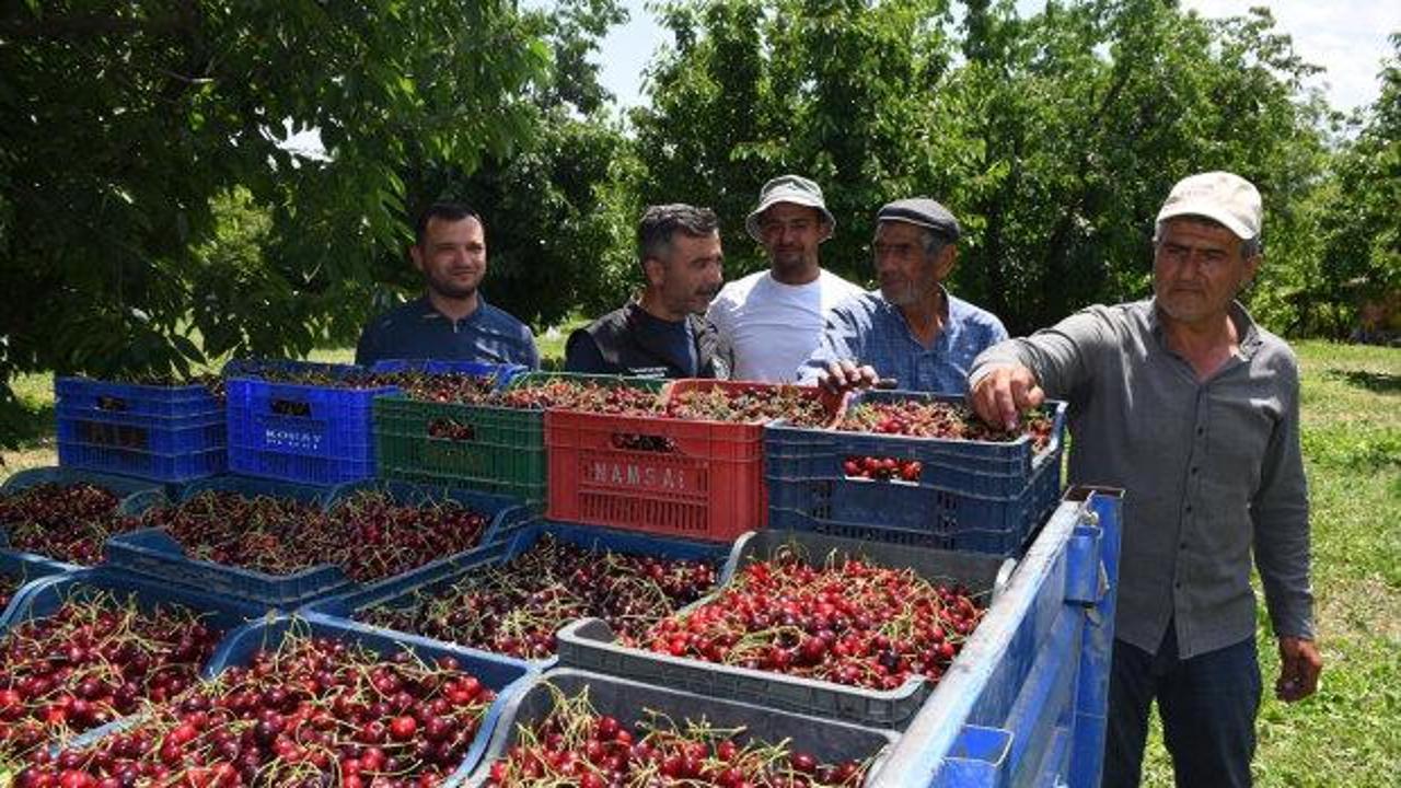 Sultandağı'nda Napolyon kirazı hasadı başladı: 36 bin ton rekolte bekleniyor