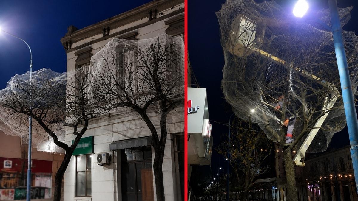 Şehir merkezindeki ağaçlar koruma amaçlı ağlarla sarıldı