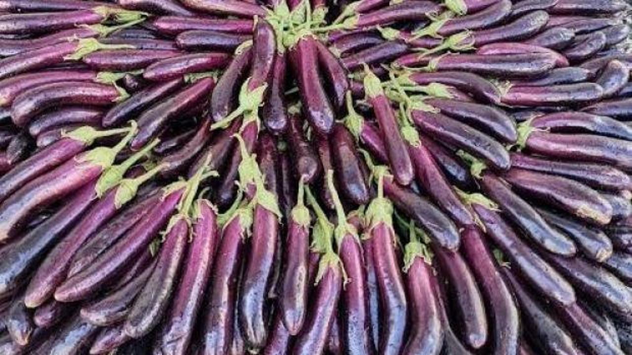 Coğrafi işaretli Birecik Patlıcanı'nda hasat heyecanı başladı