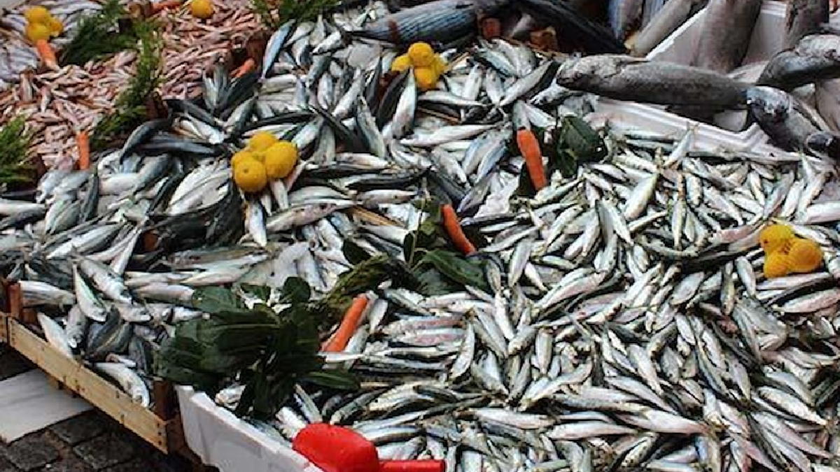 Balığın Kralından Daha Zengin: Tezgahlarda 10 Liraya Satılan Omega-3 Deposu