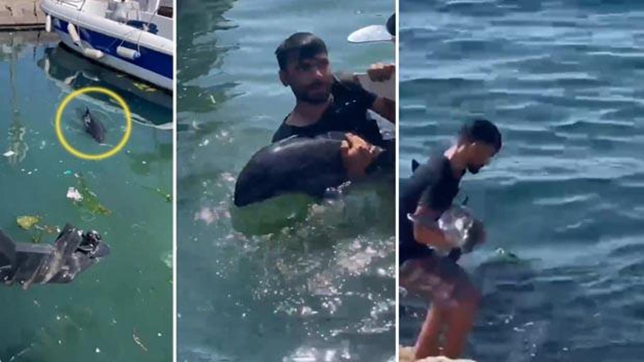 Yeşilköy Limanı'nda yavru yunusa örnek kurtarma operasyonu