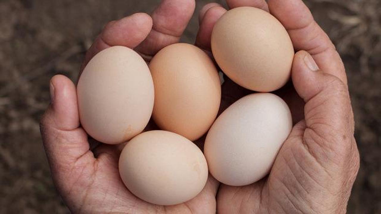 19 milyon yumurta acil toplatılıyor! 'Tüketmeyin, iade edin'
