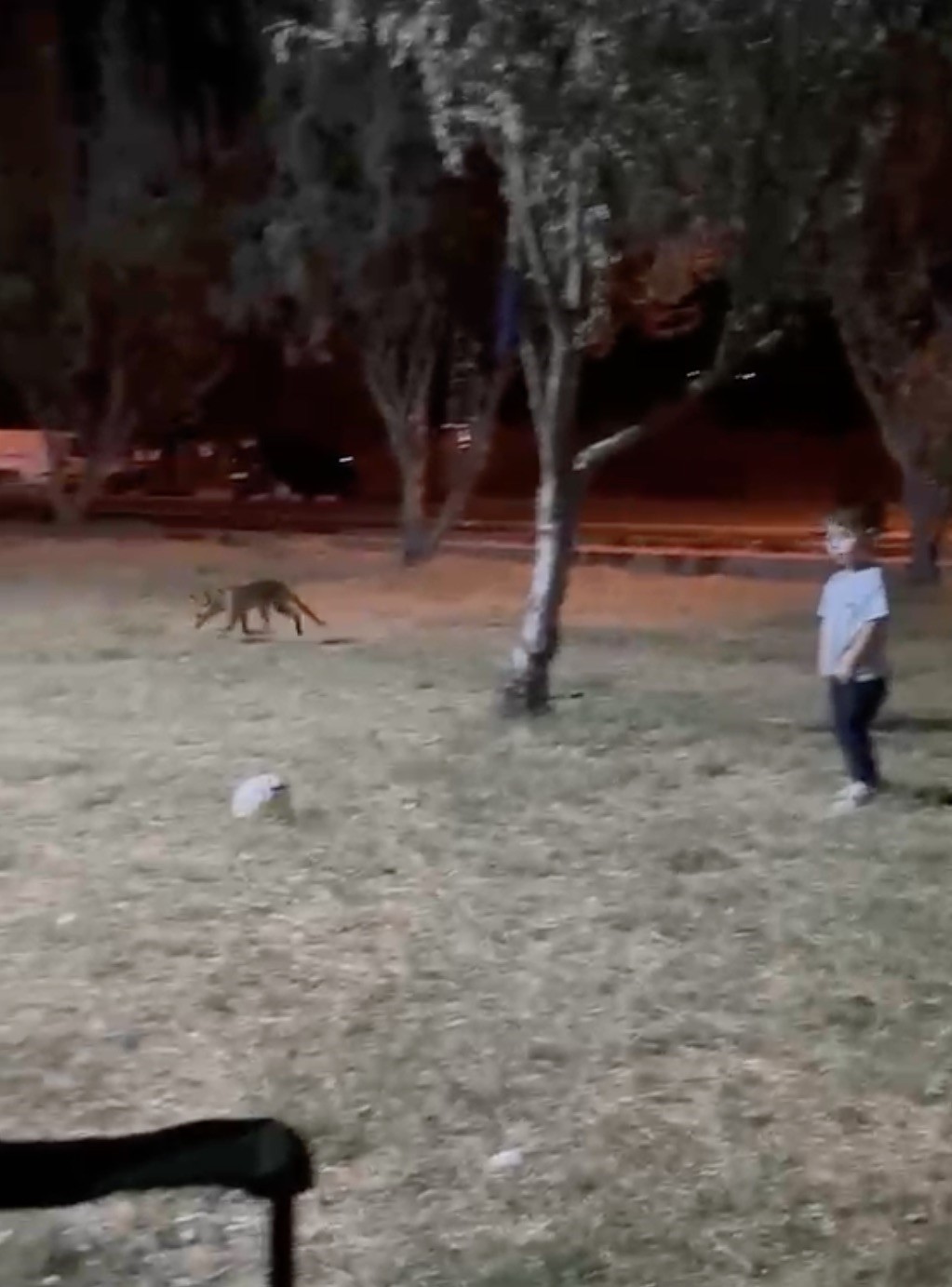Çanakkale'de tilki, 3 yaşındaki çocuğun topunu ağzına alıp kaçtı