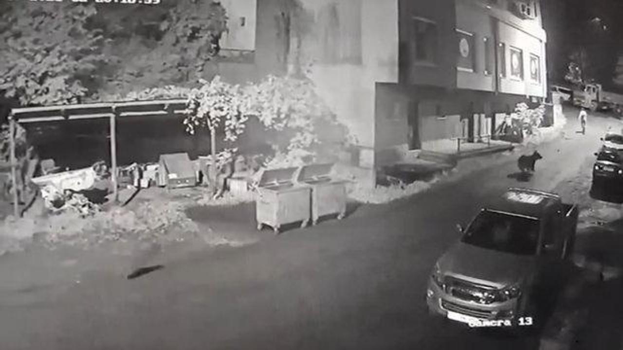 Rize'de sinema sahnelerini aratmayan anlar: Anne ayı vatandaşı kovaladı!