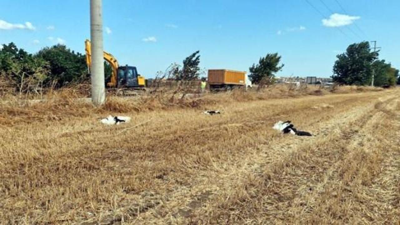 Tekirdağ'da Göç Yolunda Facia: 30 Leylek Elektrik Akımına Yenik Düştü