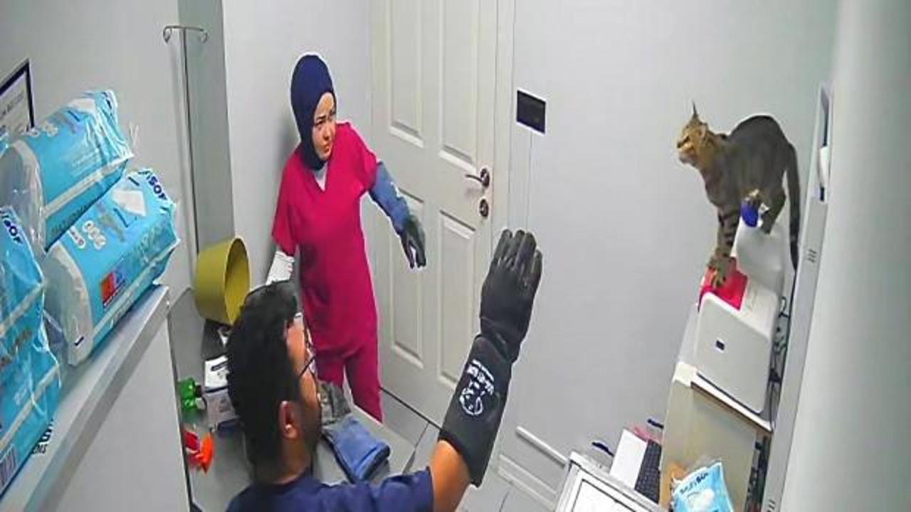 Bursa'da kliniği birbirine katan 'çılgın kedi' sosyal medyayı salladı